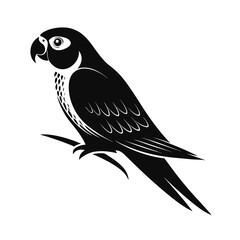Calm parrot silhouette on white background