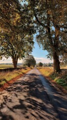 Fototapeta premium Road lined with trees, leading towards a bright horizon. Sunlight & shadow play