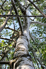 Birch trunk bottom view. A view from below of the tall birch tree on a summer day. Birch trunk close-up. Green tree leaves against blue sky