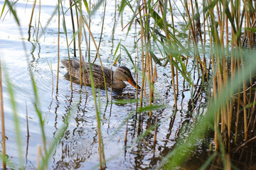 Grey duck swimming in the reeds. A female duck (Anas strepera) swimming in calm water with a surrounding reeds. A cute female grey duck is swimming inthe lake.