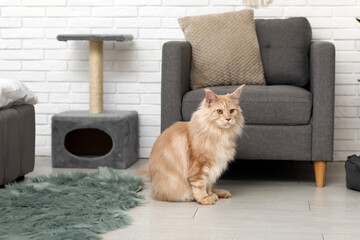 Maine Coon cat near armchair in bedroom