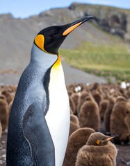 King penguin amidst its young