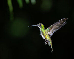 Hummer 5