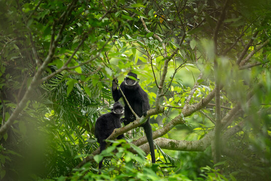 A rare group of hatinh langurs in their native habitat. A black langur with a crest and a white stripe on its head. An endangered Trachypithecus hatinhensis in a Vietnamese jungle.