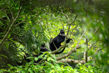 Fototapeta premium A rare group of hatinh langurs in their native habitat. A black langur with a crest and a white stripe on its head. An endangered Trachypithecus hatinhensis in a Vietnamese jungle.