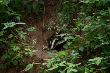 A european badger near its burrow. A family of badgers in a springtime forest. A badger is cleaning its fur near its burrow. 