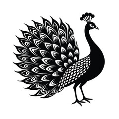 Elegant peacock displaying partially fanned tail and head