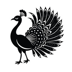 Elegant peacock displaying semi fanned tail in motion