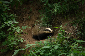 A european badger near its burrow. A family of badgers in a springtime forest. A badger is cleaning its fur near its burrow.  © prochym