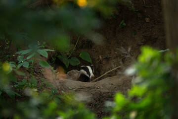 A european badger near its burrow. A family of badgers in a springtime forest. A badger is cleaning its fur near its burrow.  © prochym