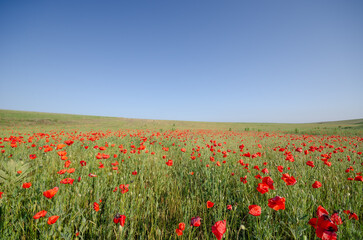 A poppy field in a valley among green mountain meadows