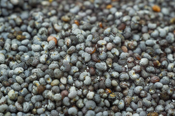 Poppy grains at the big approach.