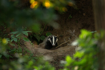 A european badger near its burrow. A family of badgers in a springtime forest. A badger is cleaning its fur near its burrow.  © prochym