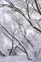 Snow-covered trees in a winter park.
