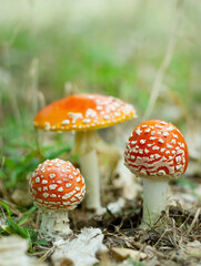 mushroms in the autumn forest.
