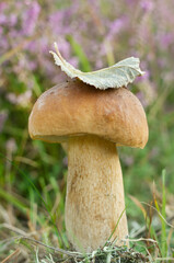Mushroom (Boletus edulis) in summer forest.