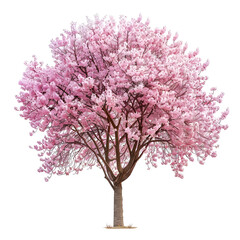 Obraz premium Pink Cherry Blossom Tree with Transparent Background