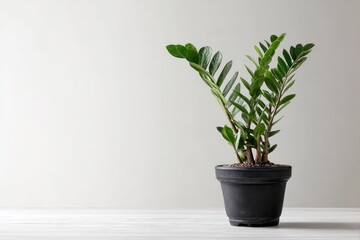 A potted plant against a plain background.