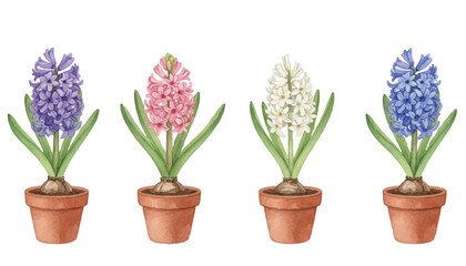 Beautiful hyacinths in various colors vibrant vector illustration.