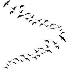 A graceful flock of black bird silhouettes flying in a curved formation.