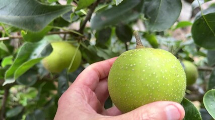 Close up of freshly whole ripe Asian pear fruit being harvested by male hand for the autumn season  