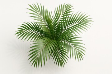 Naklejka premium Lush areca palm from top view on white with soft natural shadows high detail leaves and elegant minimal styling perfect botanical art for modern interiors