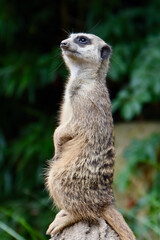 Meerkat standing upright on a rock, attentively scanning the surroundings. The sharp animal portrait contrasts with a blurred green natural background, symbolizing alertness and wildlife.