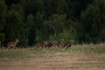 A mouflon in autumn. A ovis aries musimon in its natural habitat. A mouflon on the meadow. 