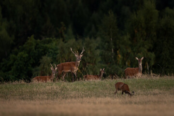 A red deer during the rutting season. Herd of the red deer in natural habitat in autumn. 