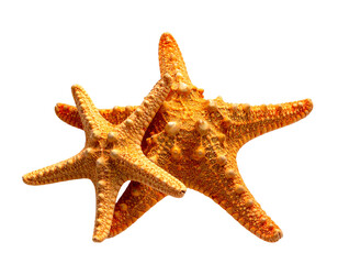 Set of Three Orange Starfish in Different Sizes Isolated on Black Background
