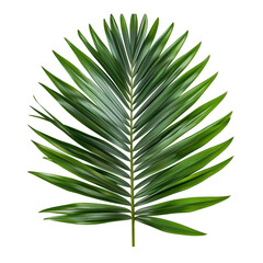 Single Green Palm Leaf on Black Background tropical