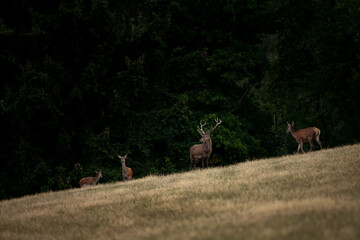 A red deer during the rutting season. Herd of the red deer in natural habitat in autumn. 