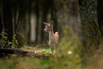 A fallow deer during the rutting season. Herd of the Dama dama in natural habitat during autumn season. 