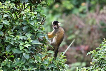 木に登り振り返るリスザル