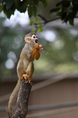 朽ち木に登った枯葉を持つリスザル