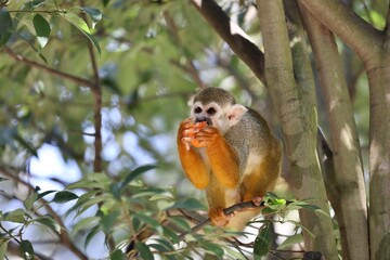 樹上で手に持ったエサを食べるリスザル