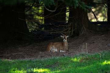 A mouflon in autumn. A ovis aries musimon in its natural habitat. A mouflon on the meadow. 