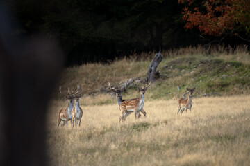 A fallow deer during the rutting season. Herd of the Dama dama in natural habitat during autumn season. 