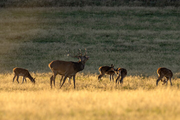 A red deer during the rutting season. Herd of the red deer in natural habitat in autumn. 