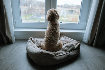 Obraz na płótnie Canvas Lonely Cockapoo dog home alone looking out window 