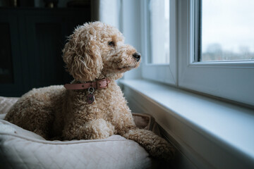 Lonely Cockapoo dog home alone looking out window 