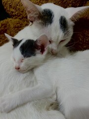 Fototapeta premium the sweet hug of a mom cat to her cute kitty