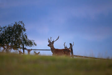 A red deer during the rutting season. Herd of the red deer in natural habitat in autumn. 