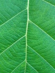 Close-up of a vibrant green leaf with prominent veins and water droplets, showcasing natural textures and details.