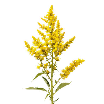 Yellow Goldenrod Flower Branch with Green Leaves solidago