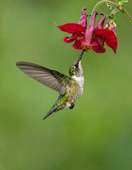 Obraz premium Hummingbird feeding on a vibrant red flower