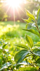 Fototapeta premium Lush green leaves bathed in sunlight (1)