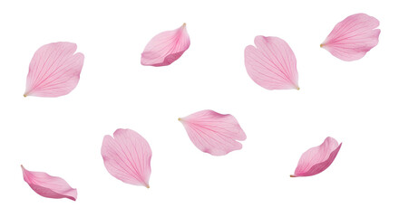 さくらの花びらが舞う