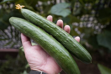 cucumbers in a greenhouse
