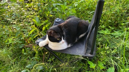 Black and White Cat Relaxing Outdoors in Nature